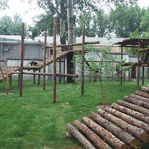 New red panda exhibit