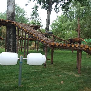 New red panda exhibit