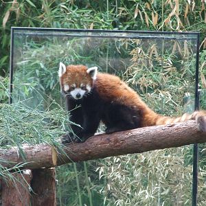 Red panda