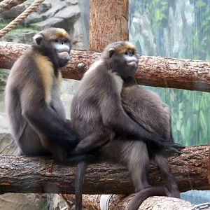 gray snub-nosed monkey (Rhinopithecus brelichi)