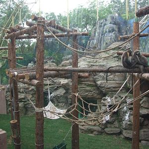 New snub-nosed monkey exhibit