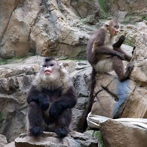 black snub-nosed monkey (Rhinopithecus bieti)