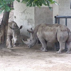 newcome white rhinoceros male#2 and femle#2