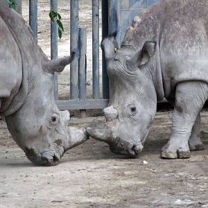 newcome white rhinoceros male#1 and female#1