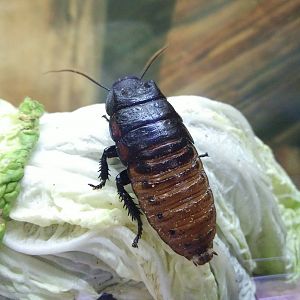 Madagascar hissing cockroaches