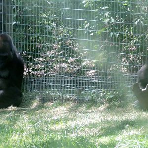 Ngozi, Nneka and Nassir