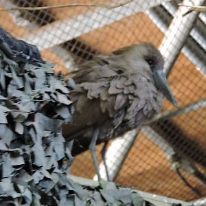 Hammerkop