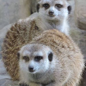 Meerkats
