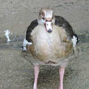 Egyptian Goose