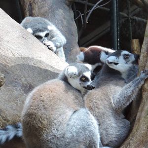 Lemurs
