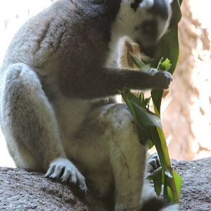 Lemur