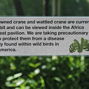 Notice about the Birds