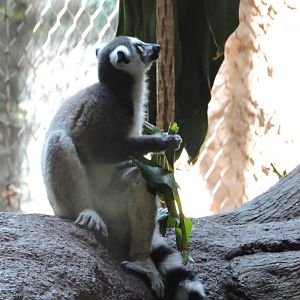 Lemur
