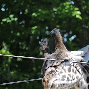 Mstari getting a good scratch