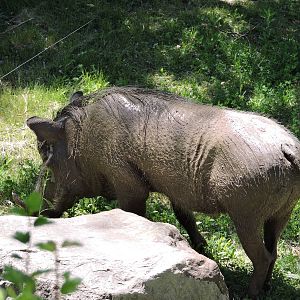 Warthog Piglet