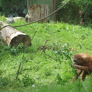 Orang utan tool use