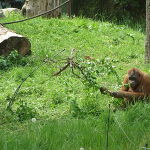 Orang utan tool use