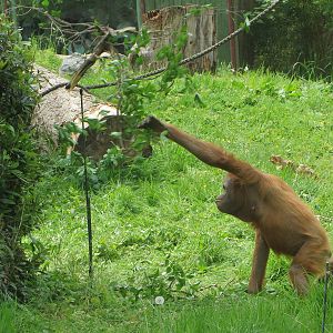 Orang utan tool use