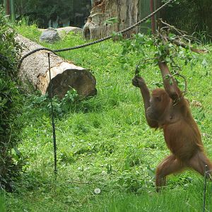 Orang utan tool use