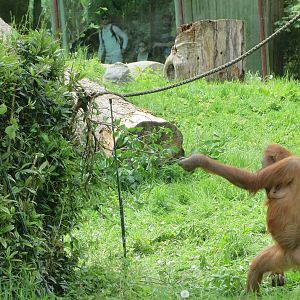 Orang utan tool use