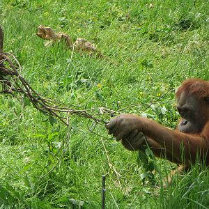 Orang utan tool use