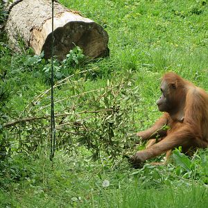 Orang utan tool use