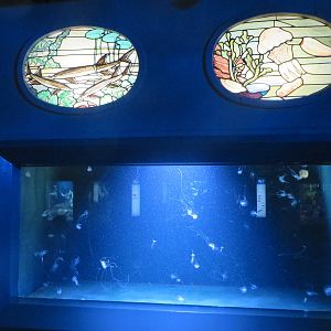 Jellyfish tank