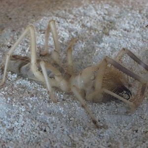 Camel spider