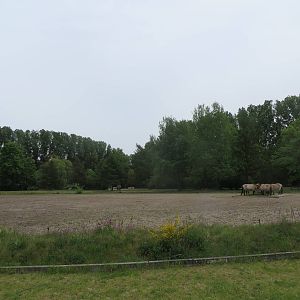 Przewalski horse enclosure
