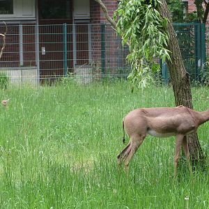 Gerenuk mother + young