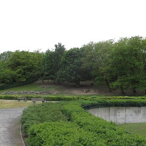 Mountain area - blue sheep