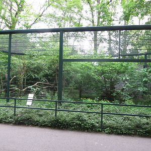 Mountain area - wild cat