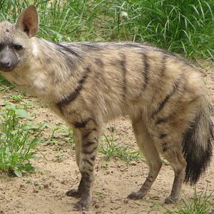 East African aardwolf
