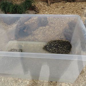 Echidna bathing time