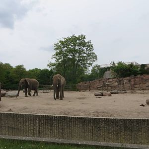 African elephant outdoors