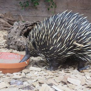 New guinea short-beaked echidna