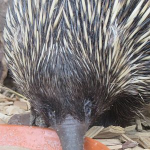 New guinea short-beaked echidna
