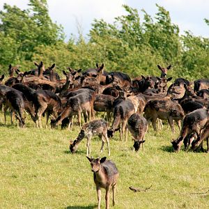 Black fallow deer herd; Whipsnade; 6th June 2015