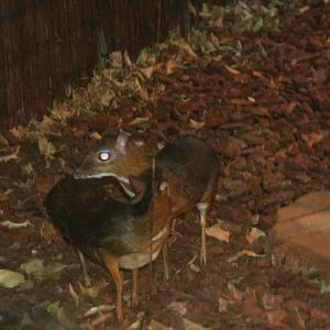 Mouse-deer pair