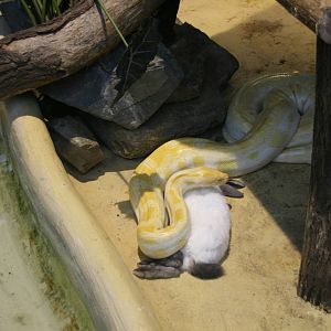Python with it's breakfast