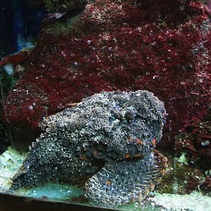 Stonefish