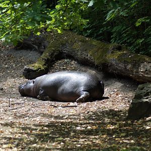 Choeropsis liberiensis