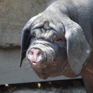 Chinese pig