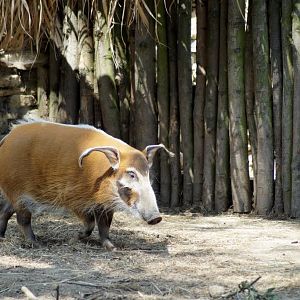 Potamochoerus porcus