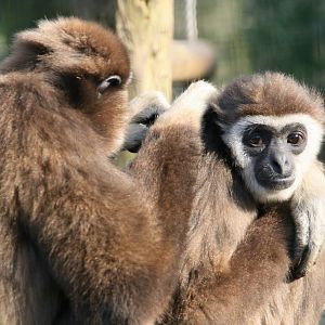 grooming Lar gibbons