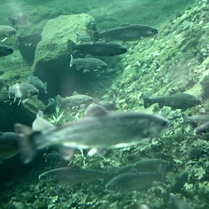 Trout in the polar bear pool
