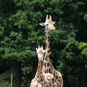 Giraffa camelopardalis rothschildi