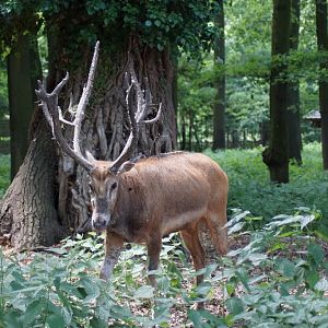 Elaphurus davidianus