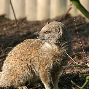 Yellow mongoose