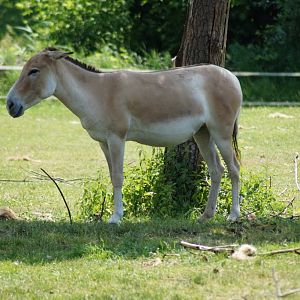 Equus hemionus kulan